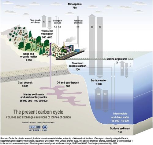 Ciclul carbonului în natură